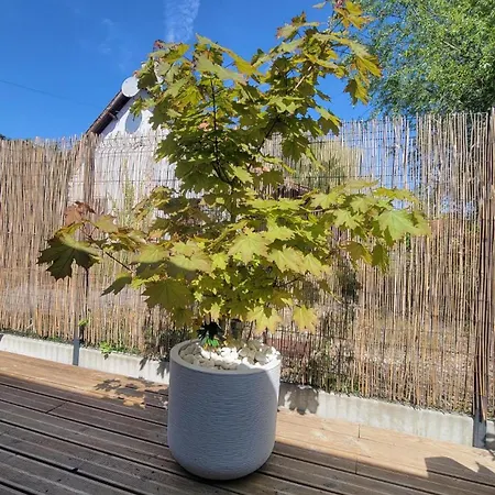 Maison Cosy A 12 Mns Du Touquet, Nature & Detente Vakantiehuis